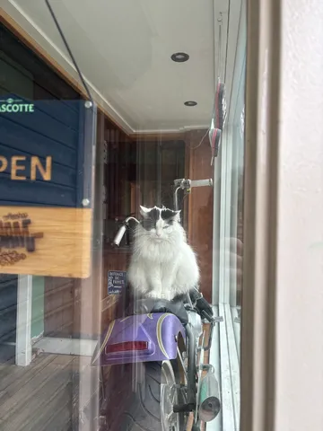 Cat observing the process from a nearby coffee shop