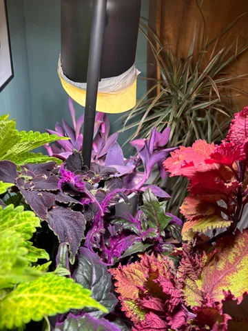 Plants growing near the studio